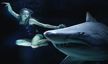 Акула Акула во сне
