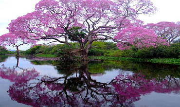 Дерево счастья Дерево счастья