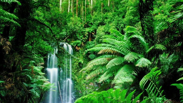 Пейзажи во сне — к чему снится природа Лес во сне