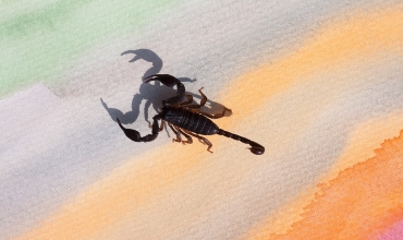 Любовный гороскоп Скорпиона Любовный гороскоп Скорпиона