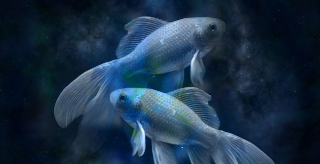 Общий гороскоп Рыбы — характер, карьера, финансы, социальные отношения Гороскоп Рыбы