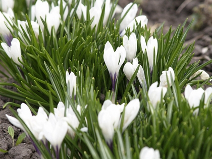 Традиции и приметы апреля Традиции апреля