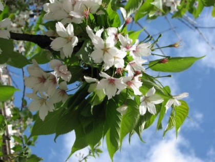 Традиции и приметы мая Приметы мая