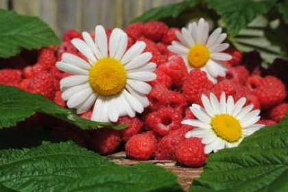 Натуральная косметика из ягод и цветов Натуральная косметика