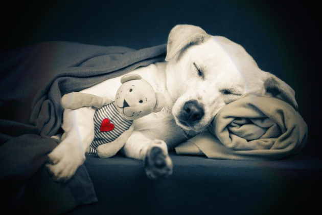 К чему снятся братья наши меньшие К чему снятся животные