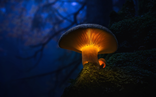 Грибы К чему снятся грибы