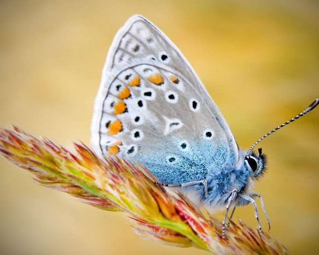 Бабочка К чему снится бабочка