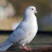 Голубь К чему снится голубь