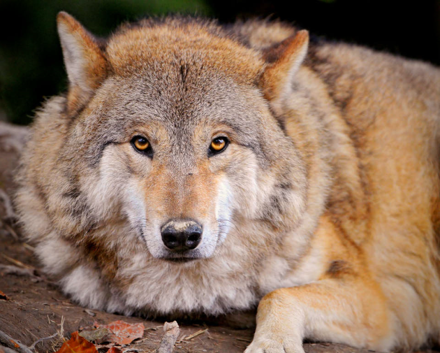 Волк К чему снится волк