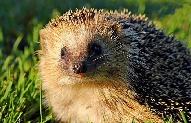 Ежик К чему снится ежик