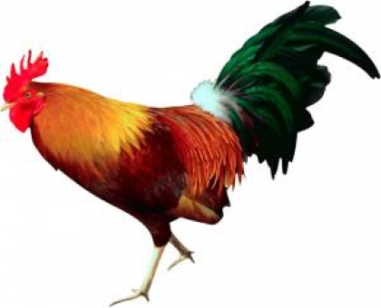 Год Петуха — зороастрийский гороскоп на 2014 год Год Петуха