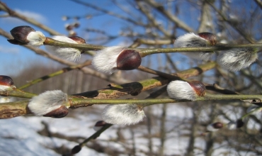 Календарь красоты и здоровья на март 2019 года Лунный календарь здоровья на март 2019