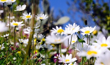 Календарь красоты и здоровья на июнь 2019 года Лунный календарь здоровья на июнь 2019