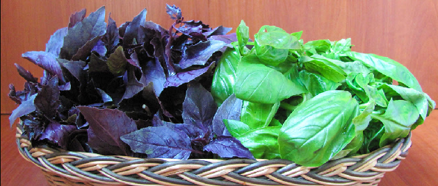 Базилик Базилик