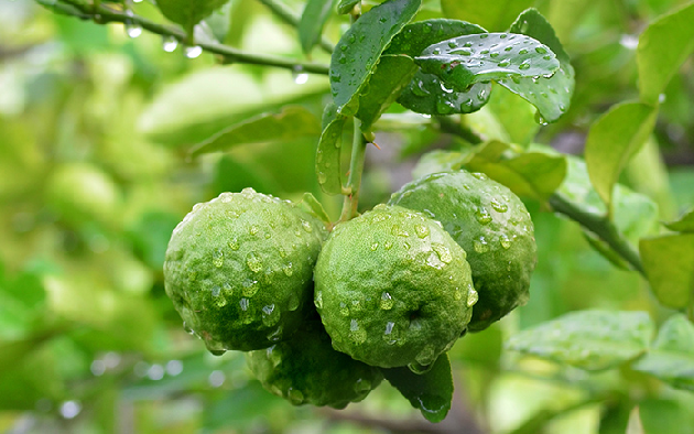 Бергамот Бергамот