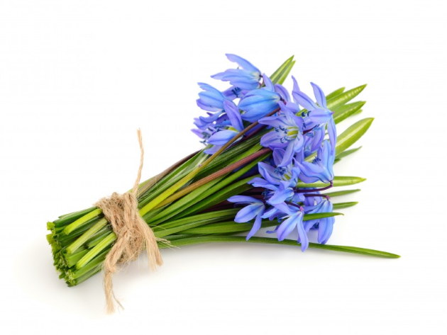 Букет из подснежников