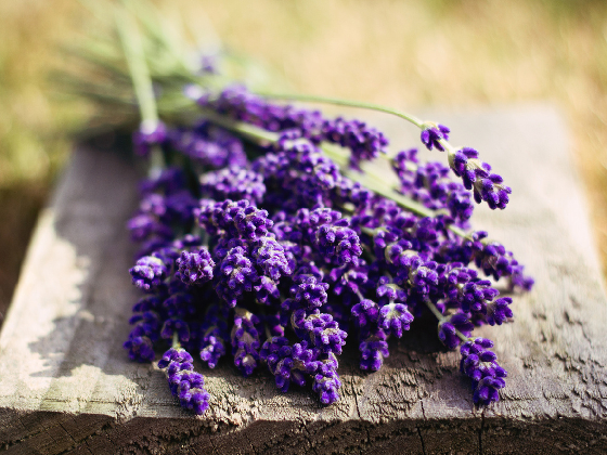 Лаванда Ветки лаванды