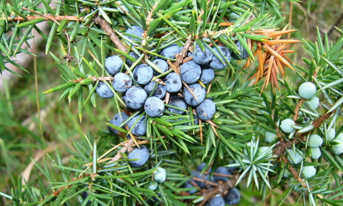 Шишки можжевельника