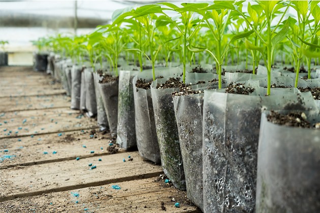 Посевной календарь на август 2020 года Лунный календарь огородника на август 2020