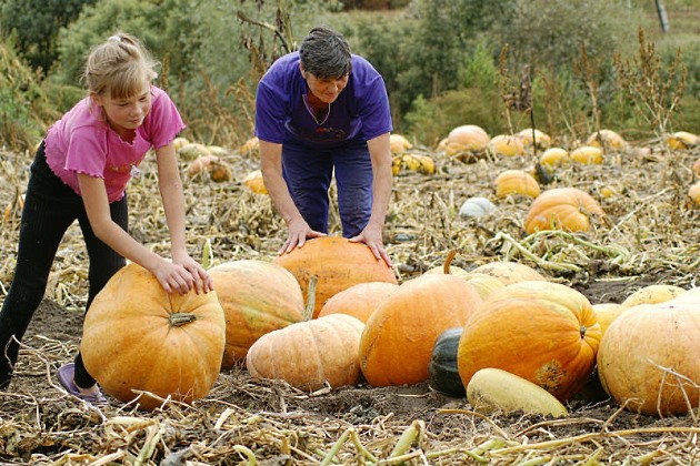 Посевной календарь на июль 2020 года Лунный календарь огородника на июль 2020
