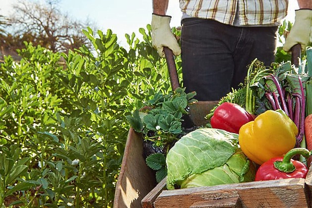 Посевной календарь на ноябрь 2020 года Лунный календарь огородника на ноябрь 2020