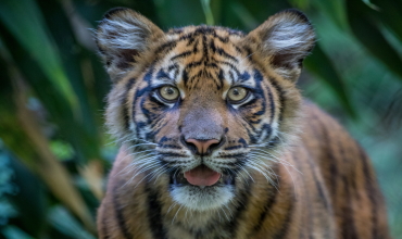 Восточный гороскоп Тигра на 2020 год для всех знаков зодиака Гороскоп на 2020 год для Тигра