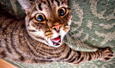 Кошачий гороскоп совместимости с человеком Кошачий гороскоп по дате рождения