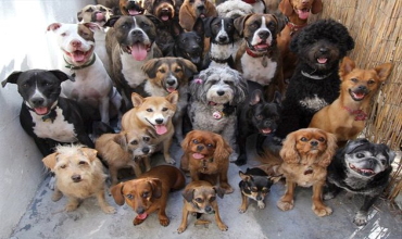 Собаки, подходящие по знаку Зодиака Собака по знаку Зодиака