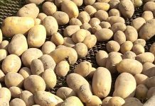 СЕМЕННОЙ КАРТОФЕЛЬ КОРОЛЕВА