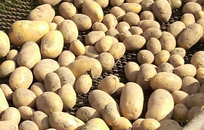 СЕМЕННОЙ КАРТОФЕЛЬ КОРОЛЕВА