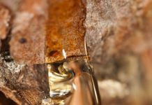 Масло копайбы