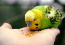 Как выбрать корм для попугая