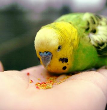 Как выбрать корм для попугая