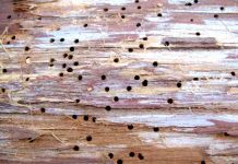 Уничтожение короедов