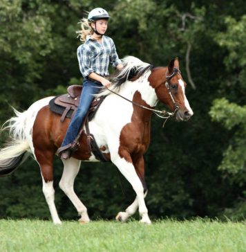 Чем полезен конный спорт