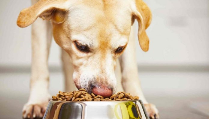 Где купить сухие корма для собак