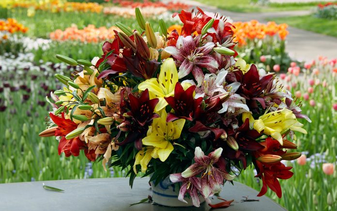 Почему лилии одни из лучших цветов