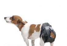 Почему необходимы памперсы для собак