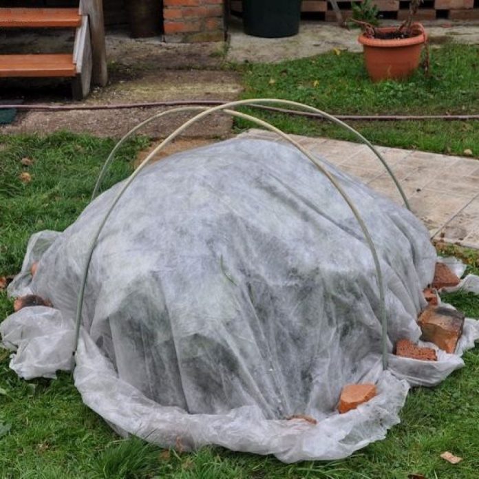 Для чего нужно укрывать розы