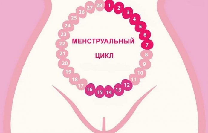 Что такое менструальный цикл и как его рассчитать