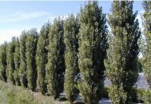 Тополь и его саженцы. Особенности и преимущества посадки