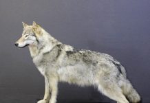 Чучела животных и птиц в интерьере