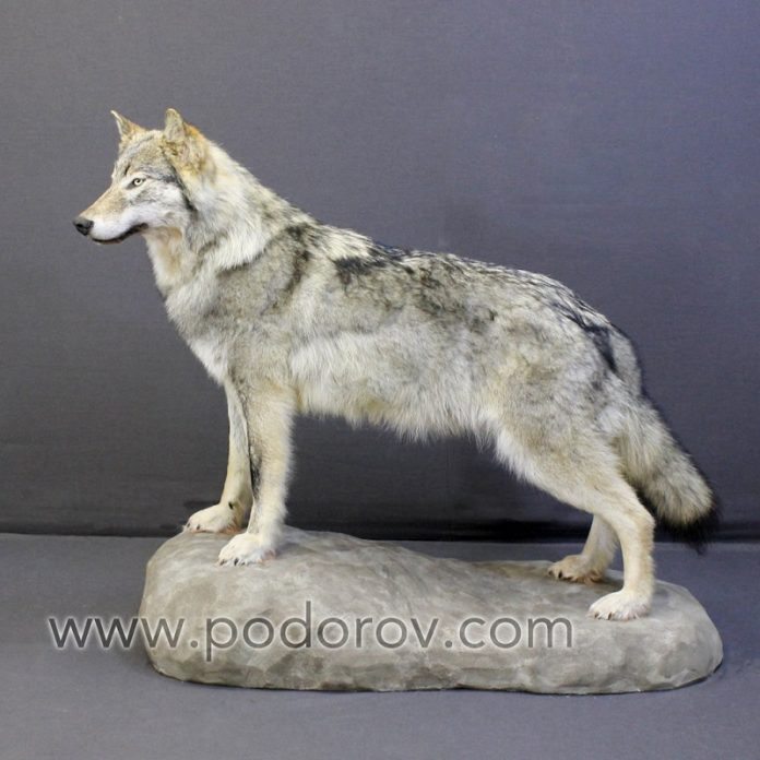 Чучела животных и птиц в интерьере