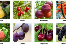 Особенности посадки плодовых деревьев