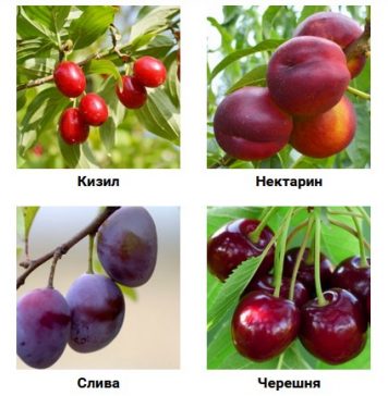 Особенности посадки плодовых деревьев