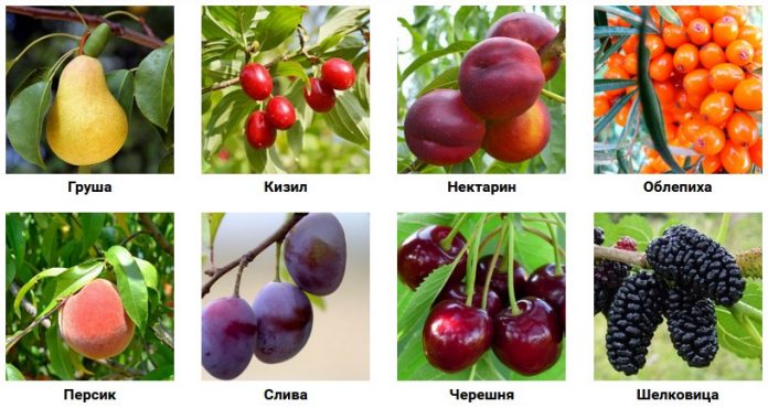 Особенности посадки плодовых деревьев