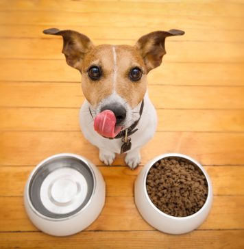 Правильный корм для собаки: какой он?