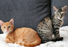 Стоит ли кастрировать кота