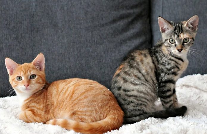 Стоит ли кастрировать кота