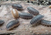 Как профессионалы «Марафет» уничтожают мокриц